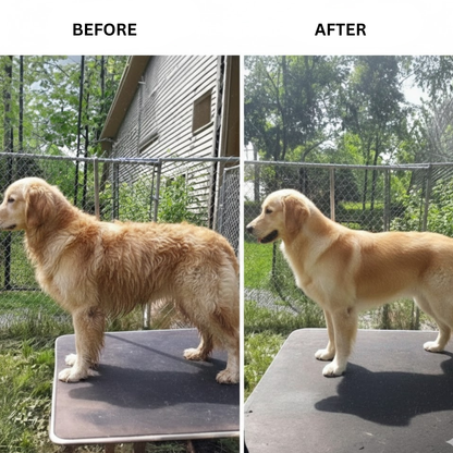 Groomify™ Perfect Paws Kit